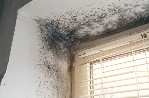 Trusted Commercial Mold Remediation service in Dysart, PA - Cheap Mold Removal